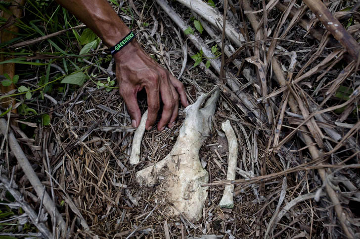 procter &amp; gamble, deforestation, orangutans, orangutan graveyard, greenpeace, greenpeace investigation, endangered species, endangered wildlife, deforestation, indonesia, palm oil plantations, palm oil production