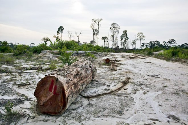 procter & gamble, deforestation, orangutans, orangutan graveyard, greenpeace, greenpeace investigation, endangered species, endangered wildlife, deforestation, indonesia, palm oil plantations, palm oil production