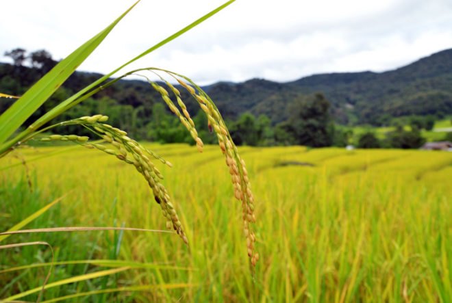 plants, plant electricity, photosynthesis, electrodes, renewable energy, green energy, sustainable energy, green power, clean energy, wetlands, rice fields, cheap energy, agriculture