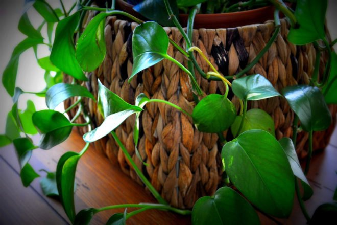 spring cleaning, spring cleaning tips, green spring cleaning, green cleaning products, green cleaning tips, organization tips, DIY cleaning products,
