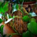 spring cleaning, spring cleaning tips, green spring cleaning, green cleaning products, green cleaning tips, organization tips, DIY cleaning products,
