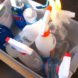 spring cleaning, spring cleaning tips, green spring cleaning, green cleaning products, green cleaning tips, organization tips, DIY cleaning products,
