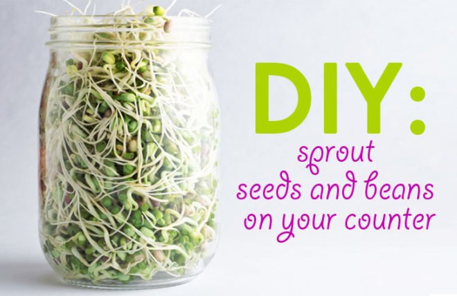 Sprouting, sprout, sprouts, how to sprout, sprouted beans, sprouting beans, sprouted peas, bean sprouts, alfalfa, alfalfa sprouts, mung beans, chick peas, vegan, chia, chia seeds, sprouting chia, sprouting lentils, lentil sprouts, DIY, mason jars, salads, soups, smoothies, healthy snacks
