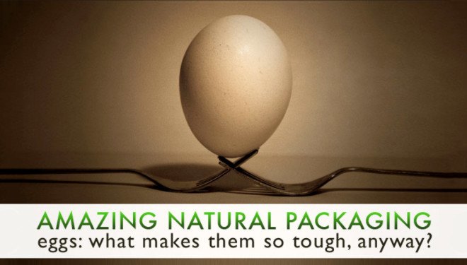 packaging the future, starre vartan, egg design, egg inspiration, how eggs are structured, learning from egg design, eggs as packaging, green packaging, natural packaging, eggs as natural packaging, what gives eggs strength, egg shape