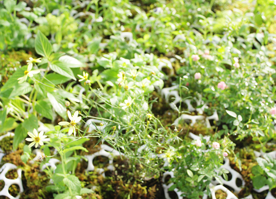 cella, kickstarter, planter pods, modular pod, modular, plant pod, moss,