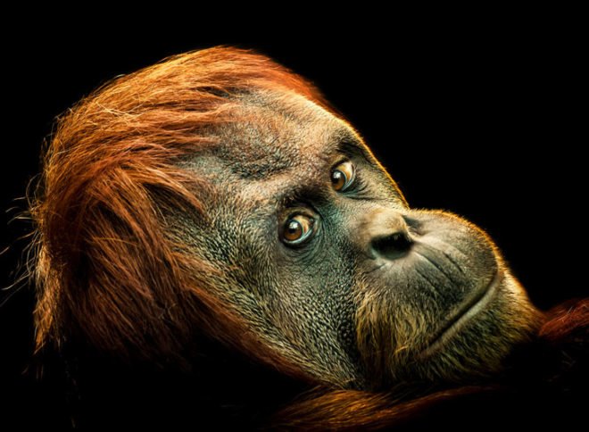 Conservation, environmental protection, deforestation, pollution, habitat loss, endangered species