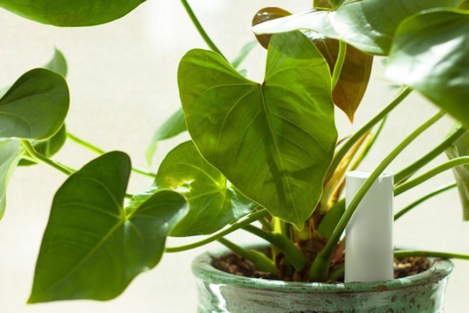 PlantLink, plant link, plants, gardening app, watering, watering app
