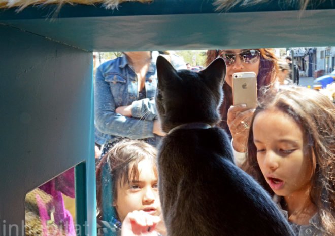 Purina, Purina ONE, pop up cat cafe, cat cafe NYC, North Shore Animal League, cattucino, animal rescue, pop up design, temporary design, design for cats, cat behavior, cat health, cat adoptions, NYC cat adoptions, urban cat cafe, kitty interior design