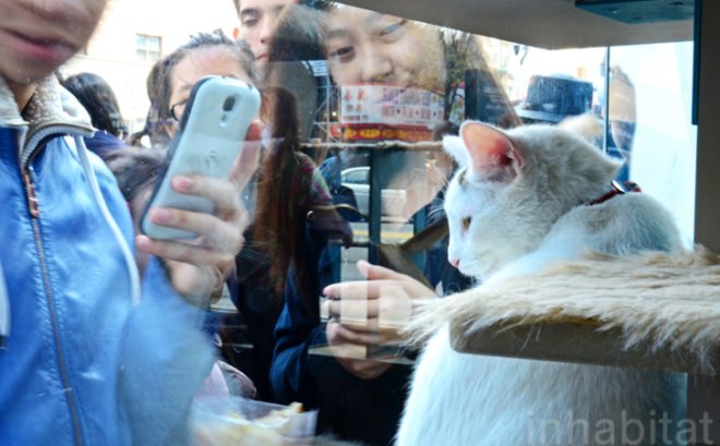 Purina, Purina ONE, pop up cat cafe, cat cafe NYC, North Shore Animal League, cattucino, animal rescue, pop up design, temporary design, design for cats, cat behavior, cat health, cat adoptions, NYC cat adoptions, urban cat cafe, kitty interior design