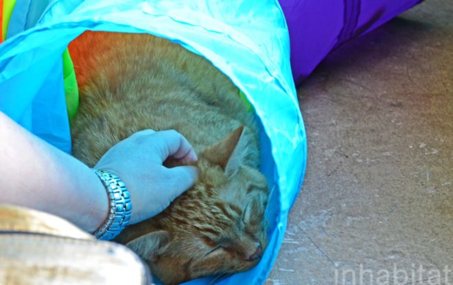 Purina, Purina ONE, pop up cat cafe, cat cafe NYC, North Shore Animal League, cattucino, animal rescue, pop up design, temporary design, design for cats, cat behavior, cat health, cat adoptions, NYC cat adoptions, urban cat cafe, kitty interior design