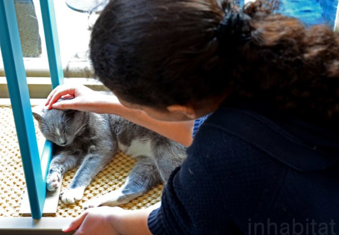 Purina, Purina ONE, pop up cat cafe, cat cafe NYC, North Shore Animal League, cattucino, animal rescue, pop up design, temporary design, design for cats, cat behavior, cat health, cat adoptions, NYC cat adoptions, urban cat cafe, kitty interior design