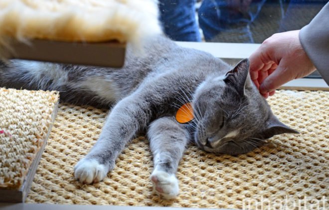 Purina, Purina ONE, pop up cat cafe, cat cafe NYC, North Shore Animal League, cattucino, animal rescue, pop up design, temporary design, design for cats, cat behavior, cat health, cat adoptions, NYC cat adoptions, urban cat cafe, kitty interior design