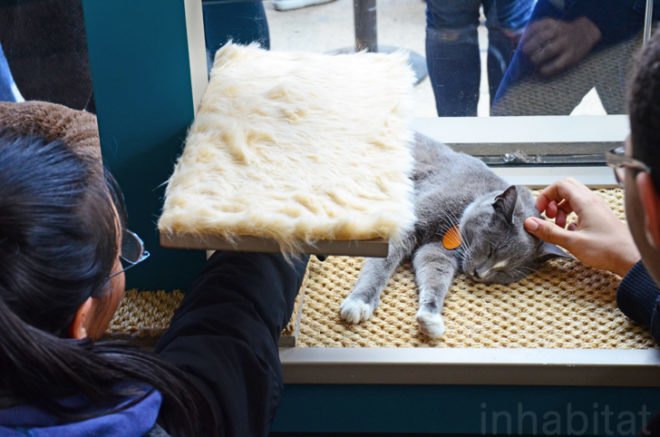 Purina, Purina ONE, pop up cat cafe, cat cafe NYC, North Shore Animal League, cattucino, animal rescue, pop up design, temporary design, design for cats, cat behavior, cat health, cat adoptions, NYC cat adoptions, urban cat cafe, kitty interior design