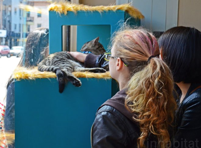 Purina, Purina ONE, pop up cat cafe, cat cafe NYC, North Shore Animal League, cattucino, animal rescue, pop up design, temporary design, design for cats, cat behavior, cat health, cat adoptions, NYC cat adoptions, urban cat cafe, kitty interior design