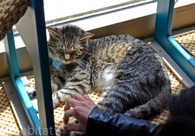 Purina, Purina ONE, pop up cat cafe, cat cafe NYC, North Shore Animal League, cattucino, animal rescue, pop up design, temporary design, design for cats, cat behavior, cat health, cat adoptions, NYC cat adoptions, urban cat cafe, kitty interior design