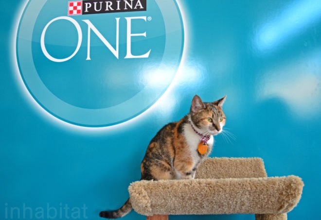 Purina, Purina ONE, pop up cat cafe, cat cafe NYC, North Shore Animal League, cattucino, animal rescue, pop up design, temporary design, design for cats, cat behavior, cat health, cat adoptions, NYC cat adoptions, urban cat cafe, kitty interior design