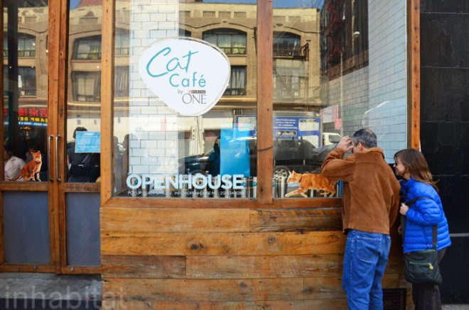 Purina, Purina ONE, pop up cat cafe, cat cafe NYC, North Shore Animal League, cattucino, animal rescue, pop up design, temporary design, design for cats, cat behavior, cat health, cat adoptions, NYC cat adoptions, urban cat cafe, kitty interior design