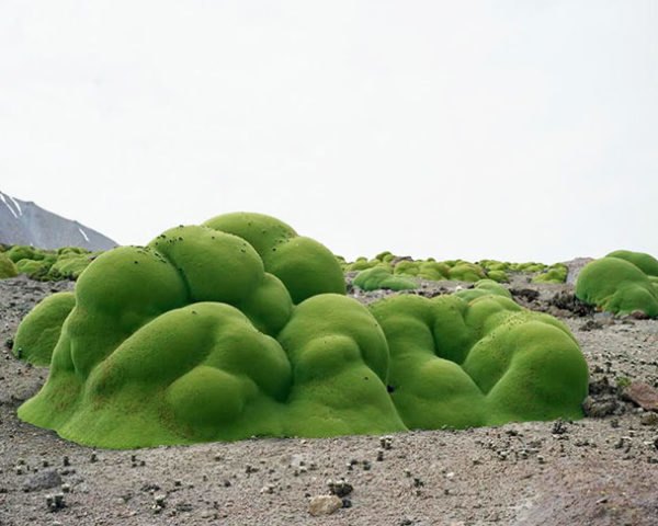 Rachel Sussman, The Oldest Living Things in the World, book pf photographs, old plants around the world, Botanical, Art, Eco Travel, global warming