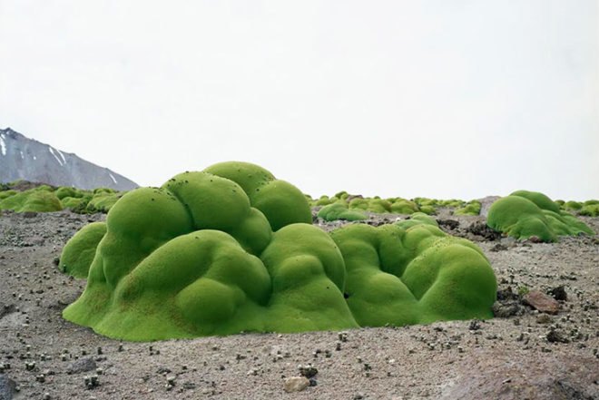 Rachel Sussman, The Oldest Living Things in the World, book pf photographs, old plants around the world, Botanical, Art, Eco Travel, global warming