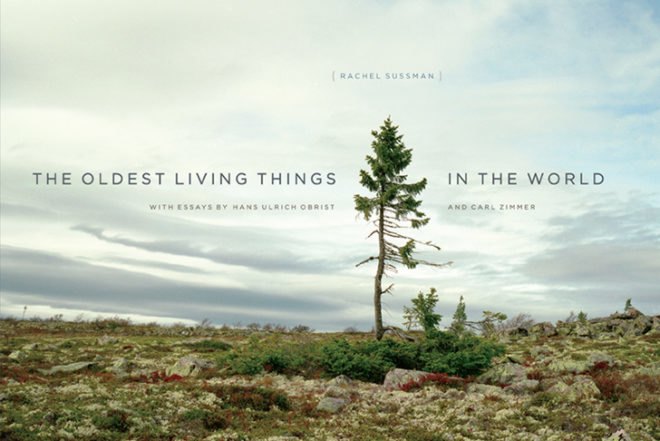 Rachel Sussman, The Oldest Living Things in the World, book pf photographs, old plants around the world, Botanical, Art, Eco Travel, global warming