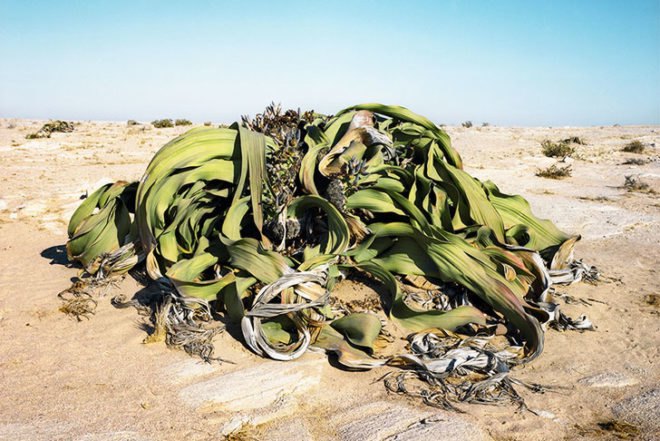 Rachel Sussman, The Oldest Living Things in the World, book pf photographs, old plants around the world, Botanical, Art, Eco Travel, global warming
