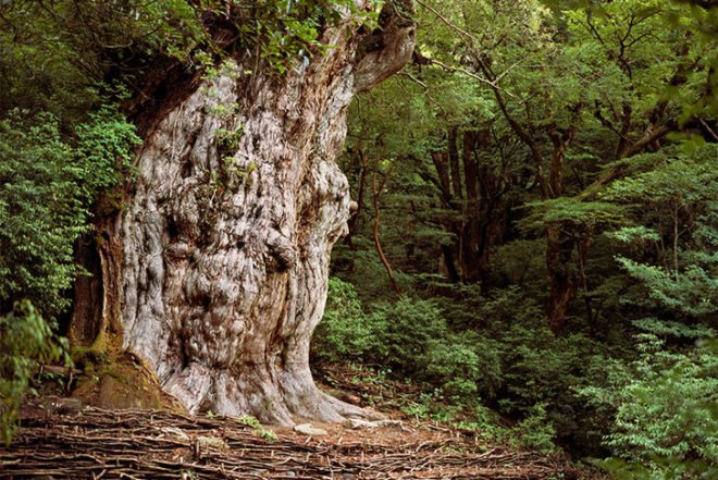 Rachel Sussman, The Oldest Living Things in the World, book pf photographs, old plants around the world, Botanical, Art, Eco Travel, global warming