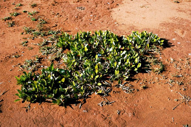 Rachel Sussman, The Oldest Living Things in the World, book pf photographs, old plants around the world, Botanical, Art, Eco Travel, global warming