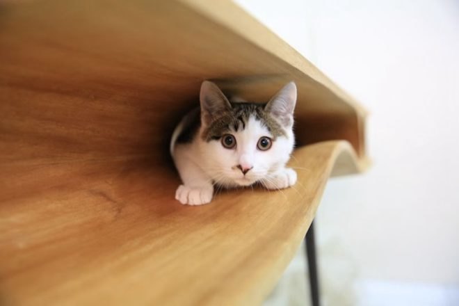 catable, multifunctional work desk, workstation, lycs architecture, ruan hao, cat paradise, milan design week, milan university, cats, pet, catitecture, wooden table, wood, tunnels, cat maze