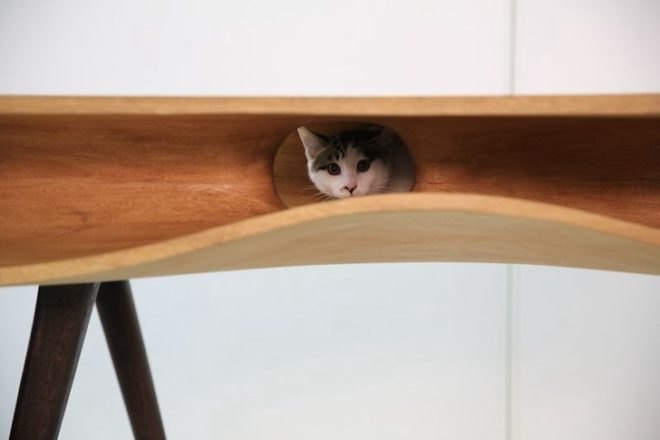 catable, multifunctional work desk, workstation, lycs architecture, ruan hao, cat paradise, milan design week, milan university, cats, pet, catitecture, wooden table, wood, tunnels, cat maze
