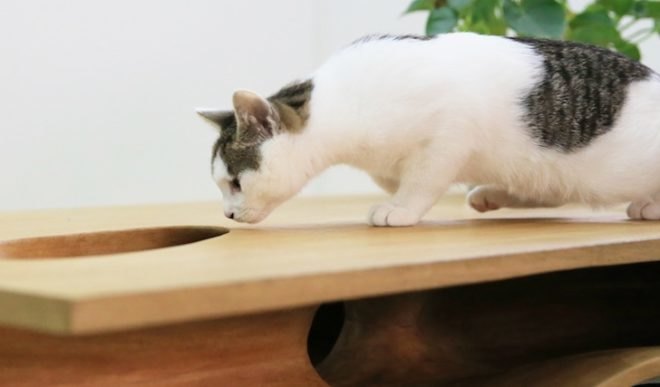 catable, multifunctional work desk, workstation, lycs architecture, ruan hao, cat paradise, milan design week, milan university, cats, pet, catitecture, wooden table, wood, tunnels, cat maze