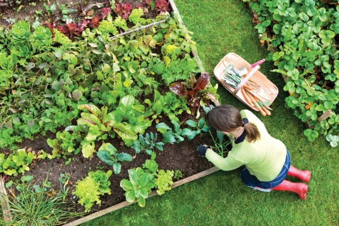 Edible estate, edible landscaping, food forest garden, garden, gardening, food not lawns