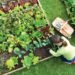 Edible estate, edible landscaping, food forest garden, garden, gardening, food not lawns