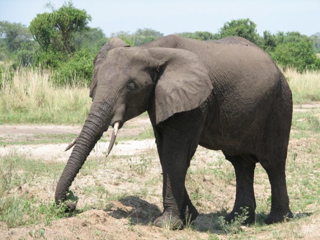 green design, eco design, sustainable design, poo paper, upcycled elephant dung, elephant dung paper