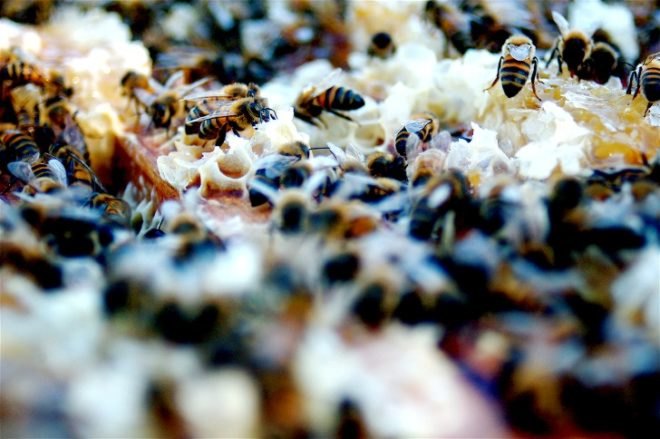 bees, honeybees, Colony Collapse Disorder, CCD, dead bees, Harvard School of Public Health, bee dieoff, agriculture, pollination, food crops, food production, pollinators, Chensheng Lu, pesticides, neonicotinoid