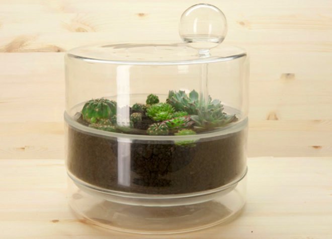 Coloni, coloni planter, coloni planters, coloni cactus, cactus, coloni seeds, succulents, cacti, indoor garden, DIY garden, flower seeds