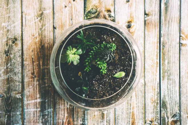 DIY Terrariums, terrariums, how to make a terrarium, diy, green gift, green diy,