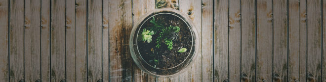 DIY Terrariums, terrariums, how to make a terrarium, diy, green gift, green diy,