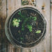 DIY Terrariums, terrariums, how to make a terrarium, diy, green gift, green diy,