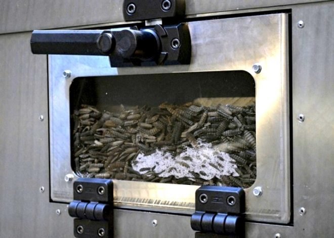 Búi Bjarmar Aðalsteinsson's Fly Factory, insect larvae production, innovative inventions, sustainable food, sustainable food production, edible bugs, insects as food, insect factories, Food and Agriculture Organisation of the United Nations, Icelandic Academy of the Arts