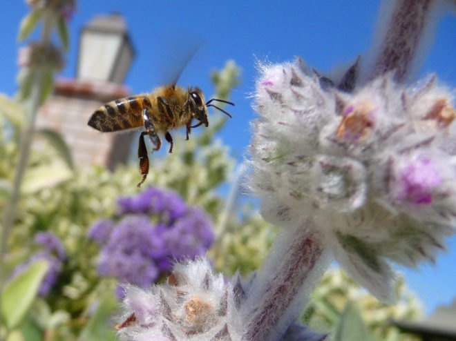 bees, honeybees, Colony Collapse Disorder, CCD, dead bees, Harvard School of Public Health, bee dieoff, agriculture, pollination, food crops, food production, pollinators, Chensheng Lu, pesticides, neonicotinoid