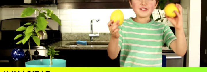 How to grow a lemon tree, how to grow a lemon tree from seed, growing a lemon from seed, lemon plant from seed, lemon seed, Lemon tree, tree, lemon, how to, DIY, grow a lemon tree, citrus tree, lemon seed