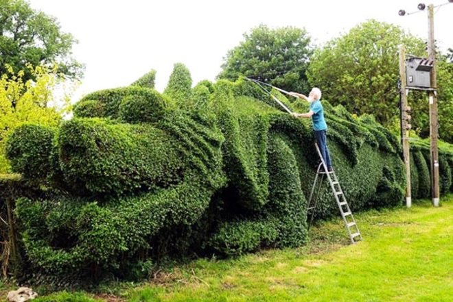 Art, Animals, Botanical, Green Materials, Gardening, John Brooker , dragon hedge, england, green hedge, hedge sculpting
