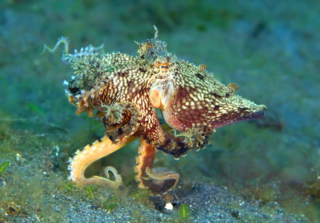 Octopus, octopuses, octopi, squid, squids, cephalopods, pyjama squid, mimic, mimic octopus, camouflage, touchscreen, touch screen, Kindle, invisibility cloak
