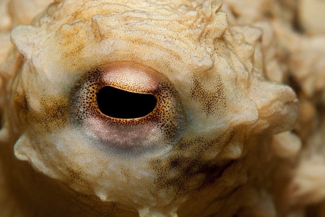 Octopus, octopuses, octopi, squid, squids, cephalopods, pyjama squid, mimic, mimic octopus, camouflage, touchscreen, touch screen, Kindle, invisibility cloak