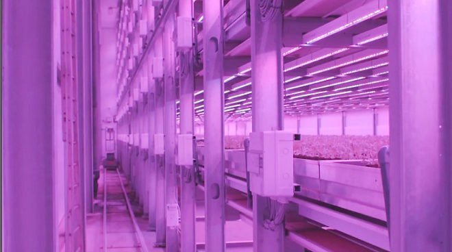 Green Sense Farms (GSF), Philips LED lights, LED lights, urban farms, urban farms Indianapolis, indoor farming, indoor garden, indoor farm lighting, green lighting, light technology, LED-lit indoor garden, sustainable food, organic food, LED technology, hydroponic technology, hydroponic garden