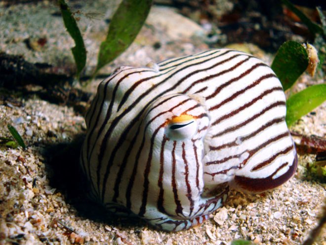 Octopus, octopuses, octopi, squid, squids, cephalopods, pyjama squid, mimic, mimic octopus, camouflage, touchscreen, touch screen, Kindle, invisibility cloak
