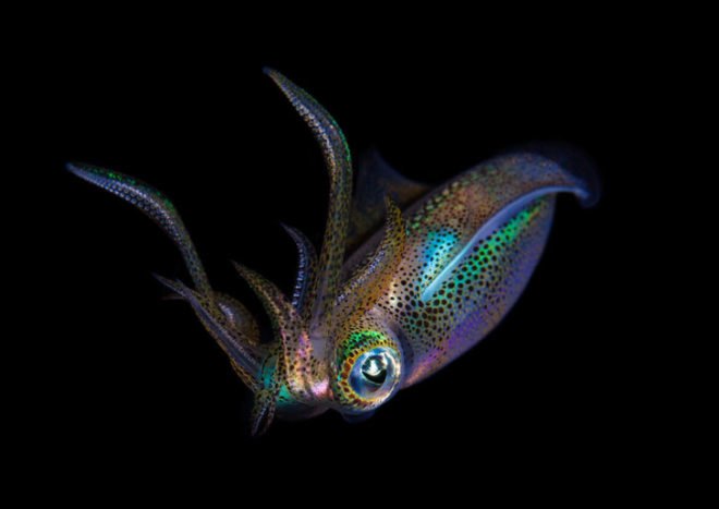 Octopus, octopuses, octopi, squid, squids, cephalopods, pyjama squid, mimic, mimic octopus, camouflage, touchscreen, touch screen, Kindle, invisibility cloak