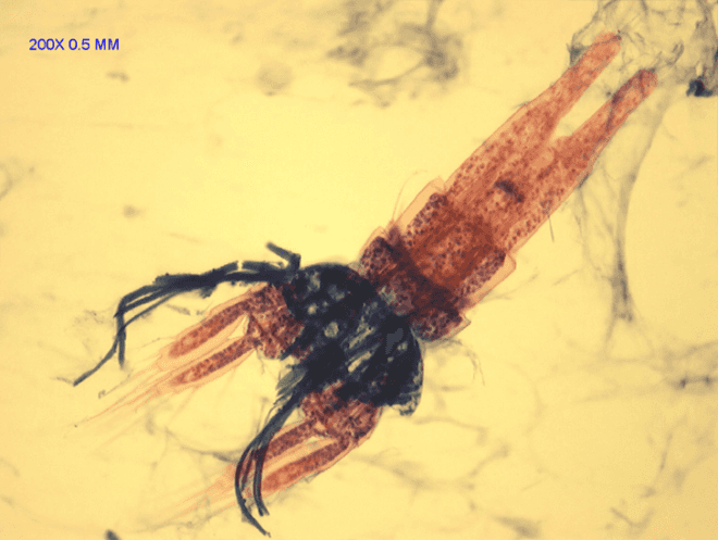 nyc water, new york city tap water, nyc tap water, copepods, tiny shrimp in tap water, tiny shrimp in nyc tap water, does nyc tap water contain tiny shrimp, crustaceans in tap water, nyc water week, tiny crustacean in water, nyc water vegan, nyc water kosher, is nyc water kosher