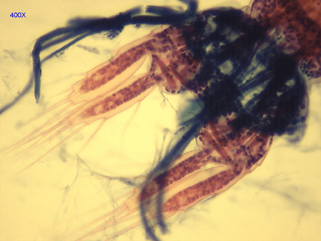 nyc water, new york city tap water, nyc tap water, copepods, tiny shrimp in tap water, tiny shrimp in nyc tap water, does nyc tap water contain tiny shrimp, crustaceans in tap water, nyc water week, tiny crustacean in water, nyc water vegan, nyc water kosher, is nyc water kosher