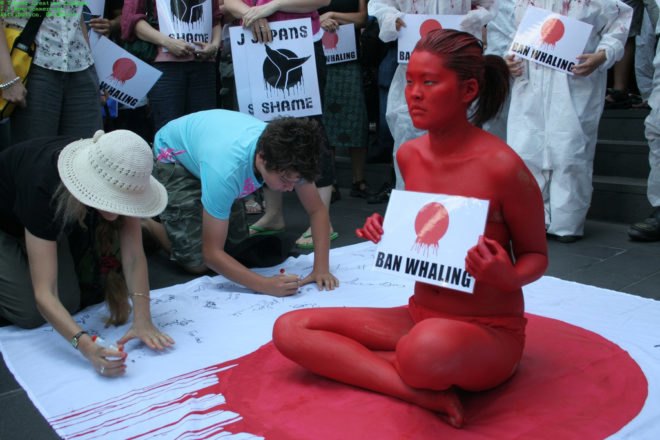 japanese, whaling, whale, hunt, protest,